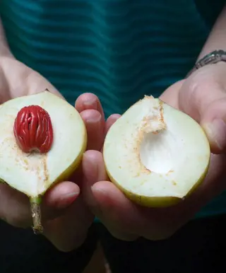 Gewürze entdecken im  «Jardin du Roi»